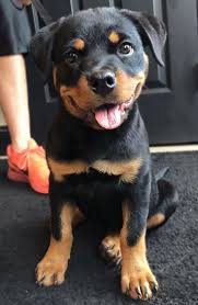 Boxer