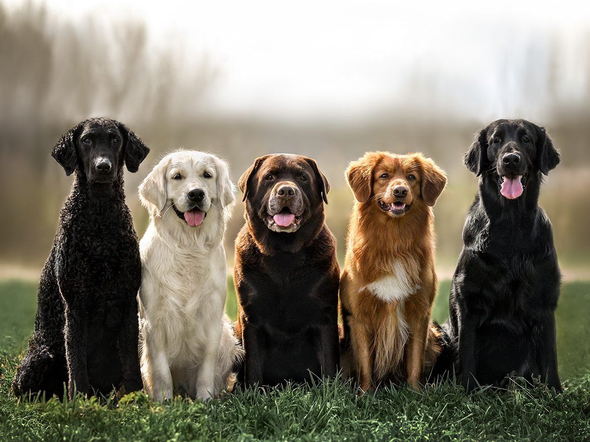 Labrador Puppy